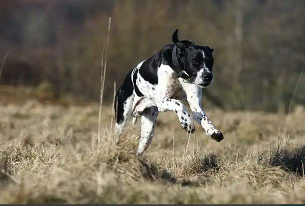 10 Things To Do With Your Dog In The Peak District And Derbyshire