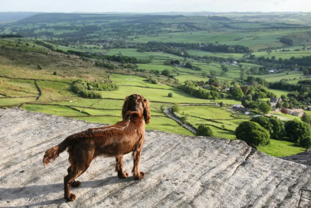 Dog-friendly Cottages In The Peak District And Derbyshire