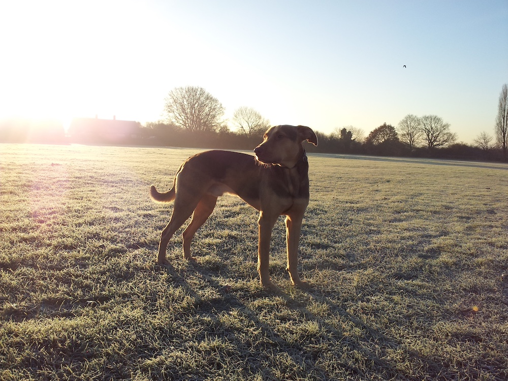 Bakewell Is Revealed As One Of The Best Dog-friendly Spots For Dining In The UK.